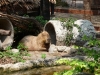 Dusit Zoo