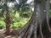 Melbourne : jardins botaniques