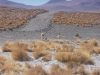 Vicuñas