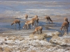 Vicuñas