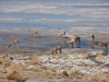 Vicuñas