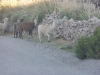 Lamas