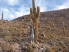 Un homme et un cactus