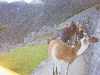 Lamas du Machu Picchu