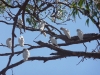 Cacatoès blancs