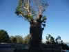 Les jardins botaniques de Perth