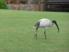 Les jardins botaniques de Sydney